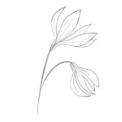 Botanical illustration of a flower. Vector black and white illustration. Botanical flower.