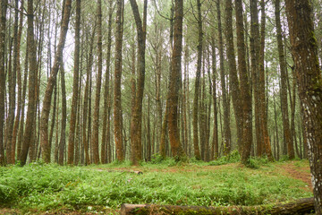 footpath in the forest