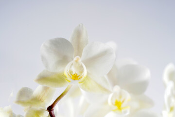 Orchid blooming with white pastel colored flowers photographed in the studio