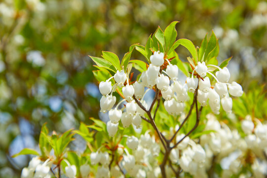 かわいいドウダンツツジ　Enkianthus perulatus