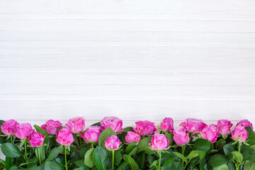Pink roses on a white background