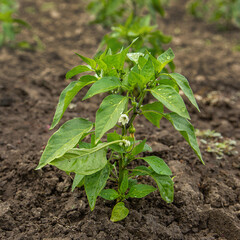 Green peppers growing in the garden