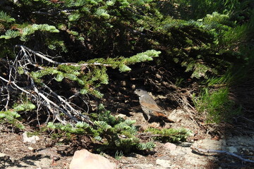 A thick-billed fox sparrow enjoying a beautiful day in the Mount Shasta wilderness, in Siskiyou County, Northern California.