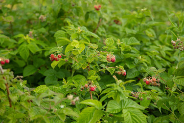 red raspberries on a bush in the garden