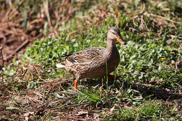 Wild female mallard duck in grass.