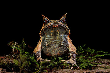 Megophrys nasuta closeup