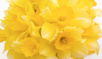 Close up bunch of yellow daffodils