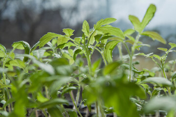 Tomato seedlings growing in a plastic multitray on a sunny windowsill.