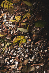 autumn leaves on the ground