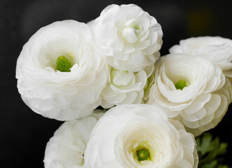 白いラナンキュラス05