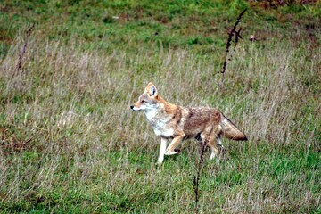 coyote