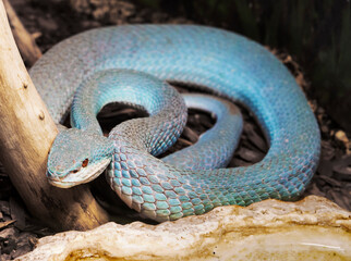 White-lipped island pit viper.
 This is a very beautiful venomous blue snake, viviparous, from the...