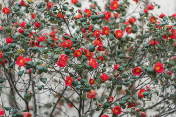 Red begonia flowers in a Chinese traditional garden