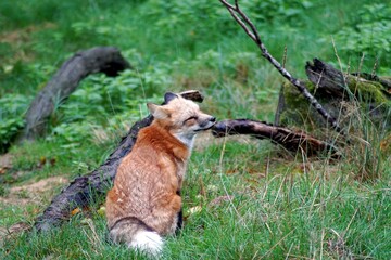 renard