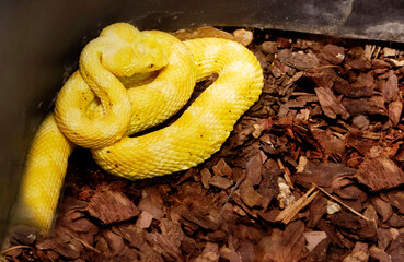 Beautiful Pit Viper.
It is common in Thailand. The main background color of the snake's body is green, against which spots of red-brown color stand out, forming transverse stripes. The maximum length 