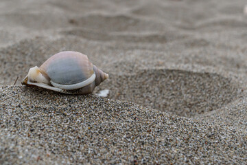 seashell on the beach