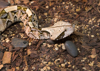 West African Gsboon Viper.
 One of the most venomous snakes in the world. The length can exceed 1.5 meters. The African viper is common in tropical and subtropical rain forests.