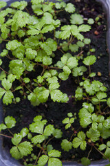 Strewberry plants grown from seeds on the windowsill in the house.