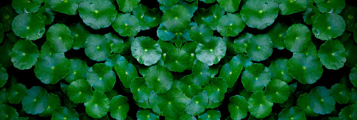 Asiatic Leaves - Green Leaf on dark black background, Water drop on Asiatic pennywort, Centella...
