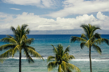 Fototapeta na wymiar Hawaiian palm trees