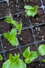 Broad Beans  - seedlings of delicious vegetable, grown from seeds in multitray.