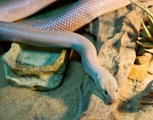 Baja Cflifornia Rat Snake.
 A rare snake that inhabits the arid areas of California. The maximum...