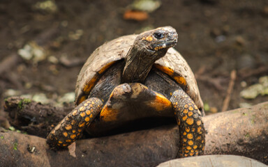 An orange-colored land turtle on a fallen tree trunk. 