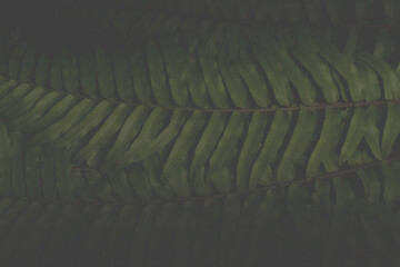 Fototapeta premium Green fern leaves texture background Blue tone dark at phuket Thailand.