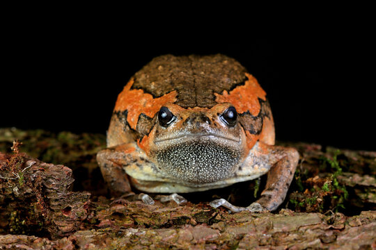 Banded bullfrog (Kaloula pulchra) closeup face on wood with black background,  Kaloula pulchra toad on wood,