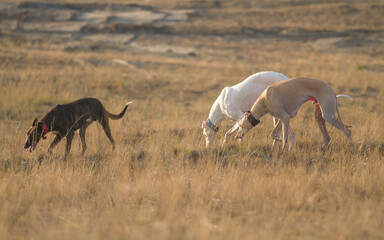 dogs white dog polish greyhound dessert portrait