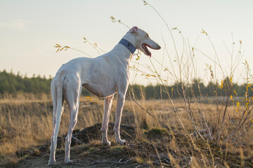 white dog polish greyhound dessert pose