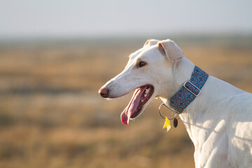 white dog polish greyhound dessert portrait - obrazy, fototapety, plakaty