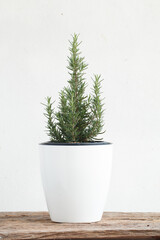 Close up Rosemary in white pot put on wooden board with withe background