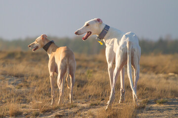 two dogs white dog polish greyhound dessert pose - obrazy, fototapety, plakaty