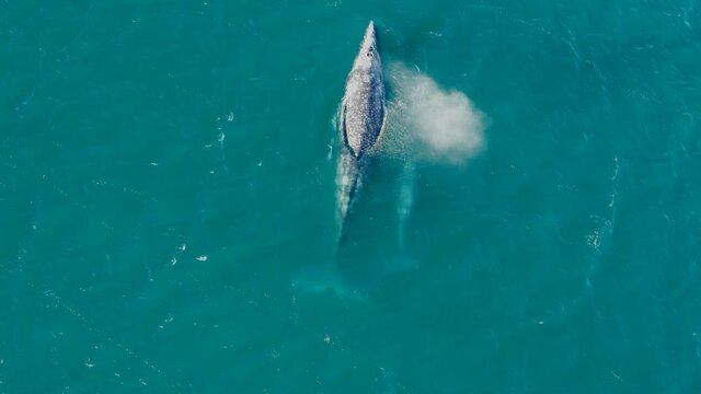 DRONE: WHALES BREATHING IN THE SEA