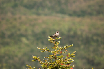 Canada Jay (1/2)