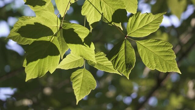 Close up of common poplar tree branches and green ribbing leaves waving in the wind. Shallow depth of field.