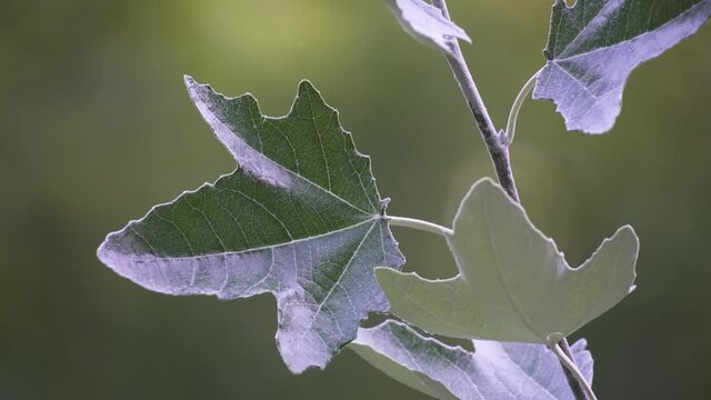 Close up of silverleaf poplar tree branches and five-lobed leaves moving with the breeze. Shallow depth of field.