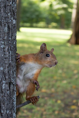 Red squirrel in the forest