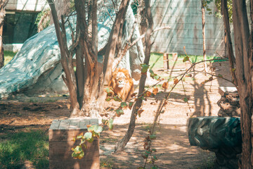 A majestic lion lying down at sunset in the zoo - Family attractions - Emirates Park Zoo and...