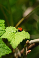Fototapeta premium Close-up of a ladybug on a green leaf. Vertical photo