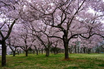 満開の桜　高遠城址