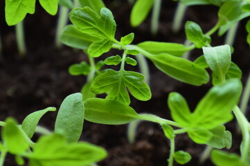 Seedlings of tomatoes