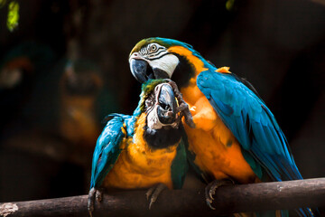Macaws Playing (1/2)
