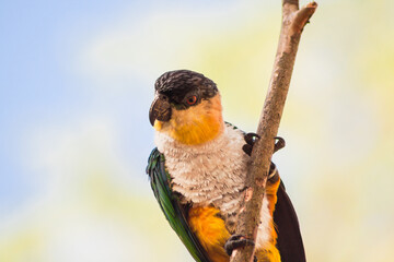 Black-headed parrot