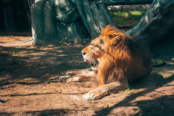 A majestic lion lying down at sunset in the zoo - Family attractions - Emirates Park Zoo and Resort, Abu Dhabi, UAE