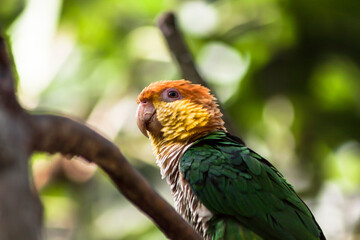 White-Bellied Parrot