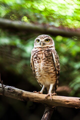 Burrowing Owl (1/2)