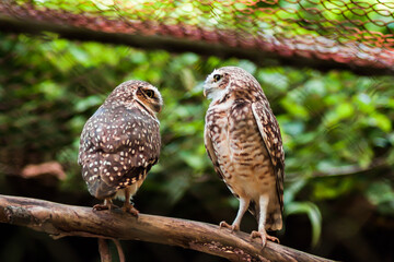 Burrowing Owl (2/2)