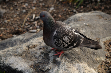 The rock dove or common pigeon is a member of the Columbidae bird family. In everyday life, this bird is often called simply dove . The dove sits on a stone and looks forward. Dove.